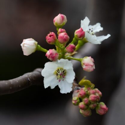 Pear Tree - Pyrus Chanticleer - Circa 5ft