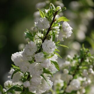 Prunus Glandulosa 'Alboplena' - Double Flowering Chinese Bush Cherry