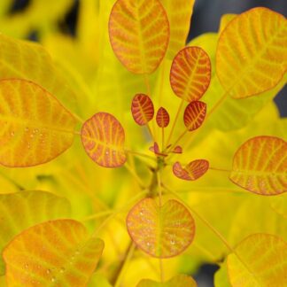 Cotinus Coggygria Golden Lady - Smoke Bush - Large Specimen