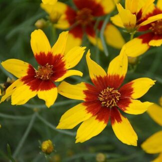 Coreopsis Verticillata Sizzle & Spice 'Curry Up'