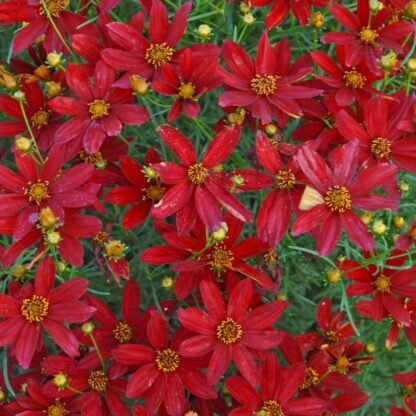 Coreopsis Verticillata Sizzle & Spice 'Hot Paprika'