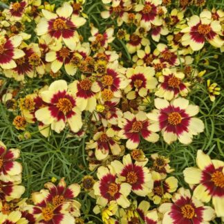 Coreopsis Verticillata Sizzle & Spice 'Red Hot Vanilla'
