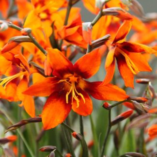Crocosmia Emily Mckenzie