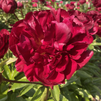 Paeonia Lactiflora Chippewa - Peony