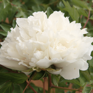 Paeonia Rockii-Flare Carte Blanche - Peony