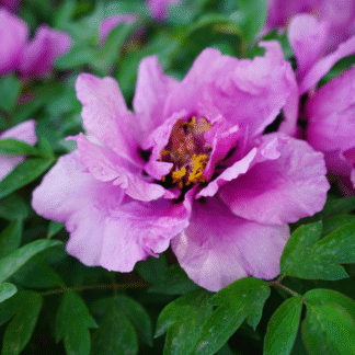 Paeonia Rockii - Flare Vintage - Peony