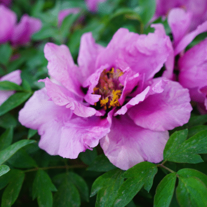 Paeonia Rockii - Flare Vintage - Peony