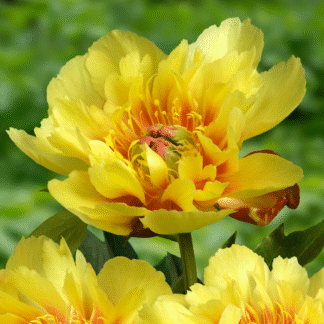 Paeonia Border Charm - Peony