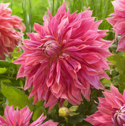 Dahlia Penhill Dark Monarch