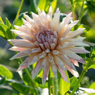 Dahlia Cafe De Paris