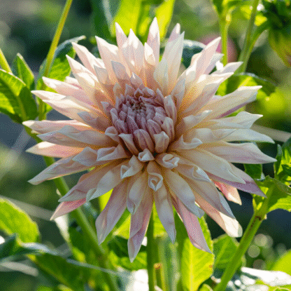 Dahlia Cafe De Paris