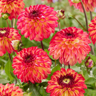 Dahlia Ding a Dong Decorative Small Flowered