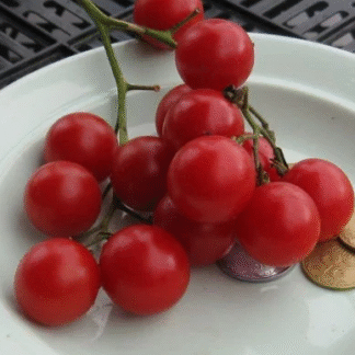 Tomato Plant 'Red Caviar'