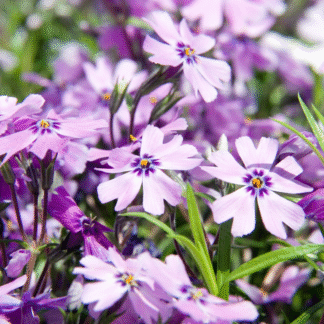 Phlox Subulata Purple Beauty