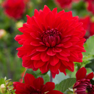 Dahlia Garden Wonder