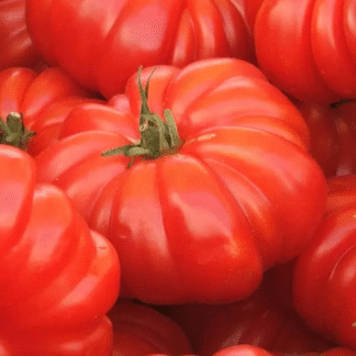 Tomato Plant 'Montserrat'