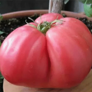 Tomato Plant 'Huveo De Toro (Bull Egg)'