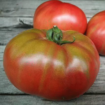 Tomato Plant 'Black Mamba'