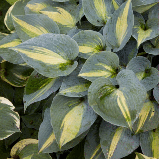 Hosta 'Touch of Class'