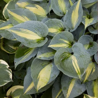 Hosta 'Touch of Class'