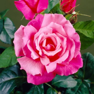 Rose Prima Ballerina - Floribunda Rose