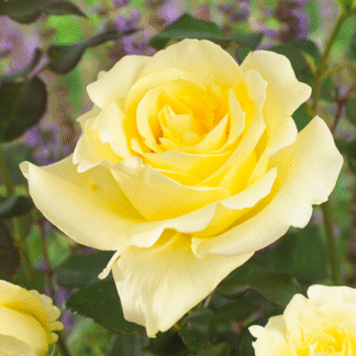 Rosa Elina - Hybrid Tea Rose