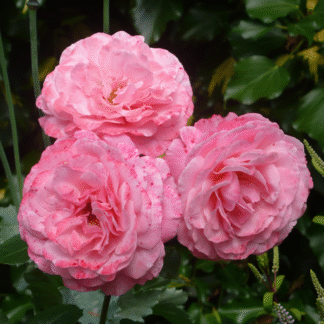 Rosa Sexy Rexy - Floribunda Rose