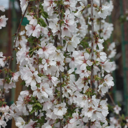 Prunus Snow Goose - Cherry Blossom Tree