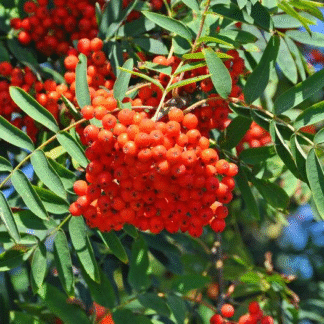 Sorbus Hybrida Gibbsii - Mountain Ash Tree - Circa 170cm