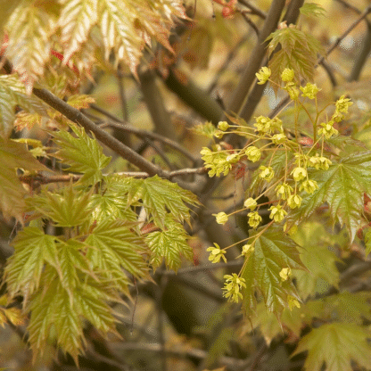 Acer Platanoides Globosum - Norway Maple