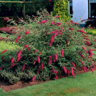 Buddleja Davidii Nanho Purple