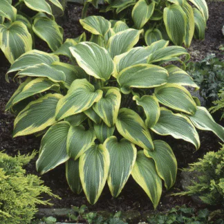 Hosta Montana 'Aureomarginata'