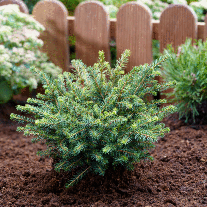 Picea Omorika 'Karel' - Siberian Spruce