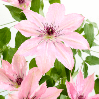 Clematis Sarah Elizabeth
