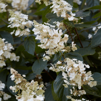 Hydrangea Paniculata Tardiva