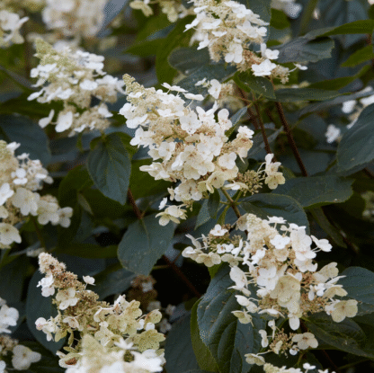 Hydrangea Paniculata Tardiva