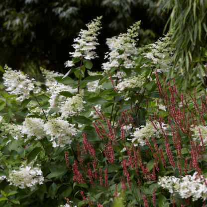Hydrangea Paniculata Floribunda