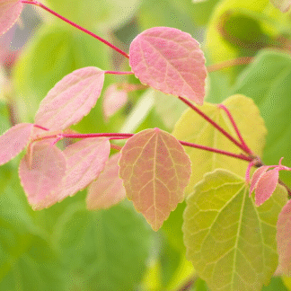 Cercidiphyllum Japonicum 'Glowball' - Compact Toffee Apple Tree