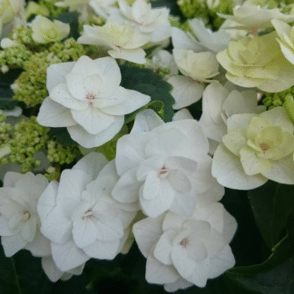 Hydrangea Macrophylla Double White -  Large Flowered Mophead Hydrangea - XXXL Plants