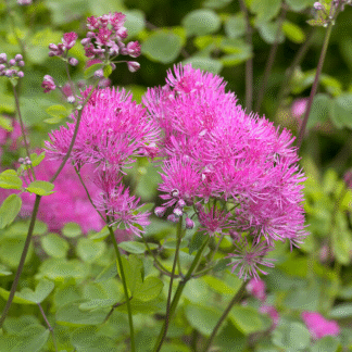 Thalictrum Aquilegifolium Thundercloud