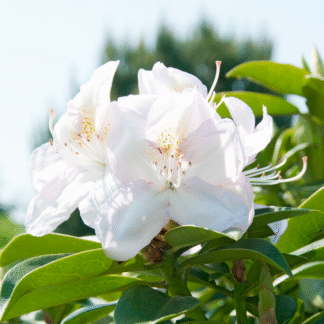 Rhododendron Hybrid Gomer Waterer