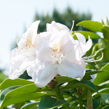 Rhododendron Hybrid Gomer Waterer