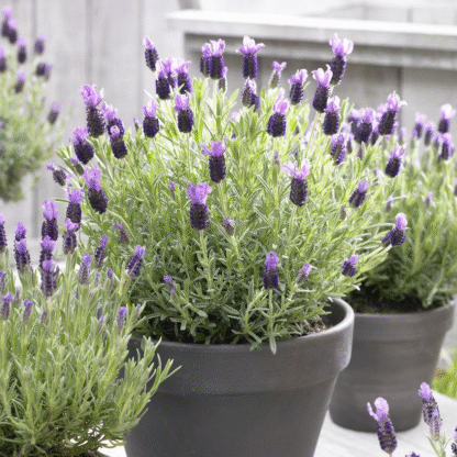 French Lavender - Lavender Stoechas Anouk - Midnight Purple Lavendula - Pack of Five Plants