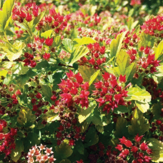 Physocarpus Opulifolius Magical Raspberry Limonade