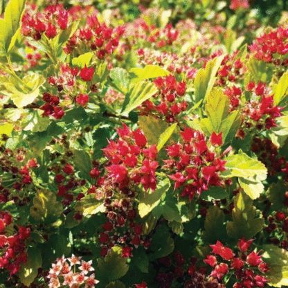 Physocarpus Opulifolius Magical Raspberry Limonade
