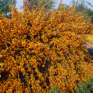 Cytisus Andreanus Splendens