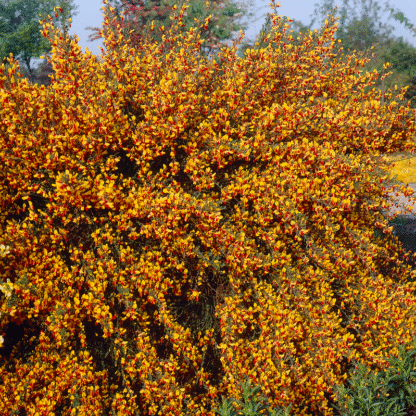 Cytisus Andreanus Splendens
