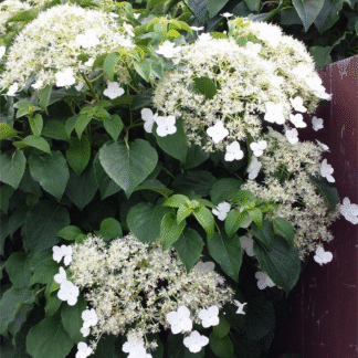 Hydrangea Petiolaris - Climbing Hydrangea - Circa 100-120cm