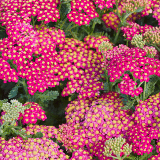 Achillea Milly Rock Pink