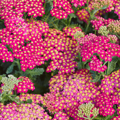 Achillea Milly Rock Pink